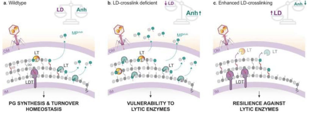 Model for LD-crosslink mediated control of lytic transglycoslyase activity.